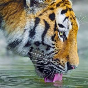 Meet your Posher, Fei